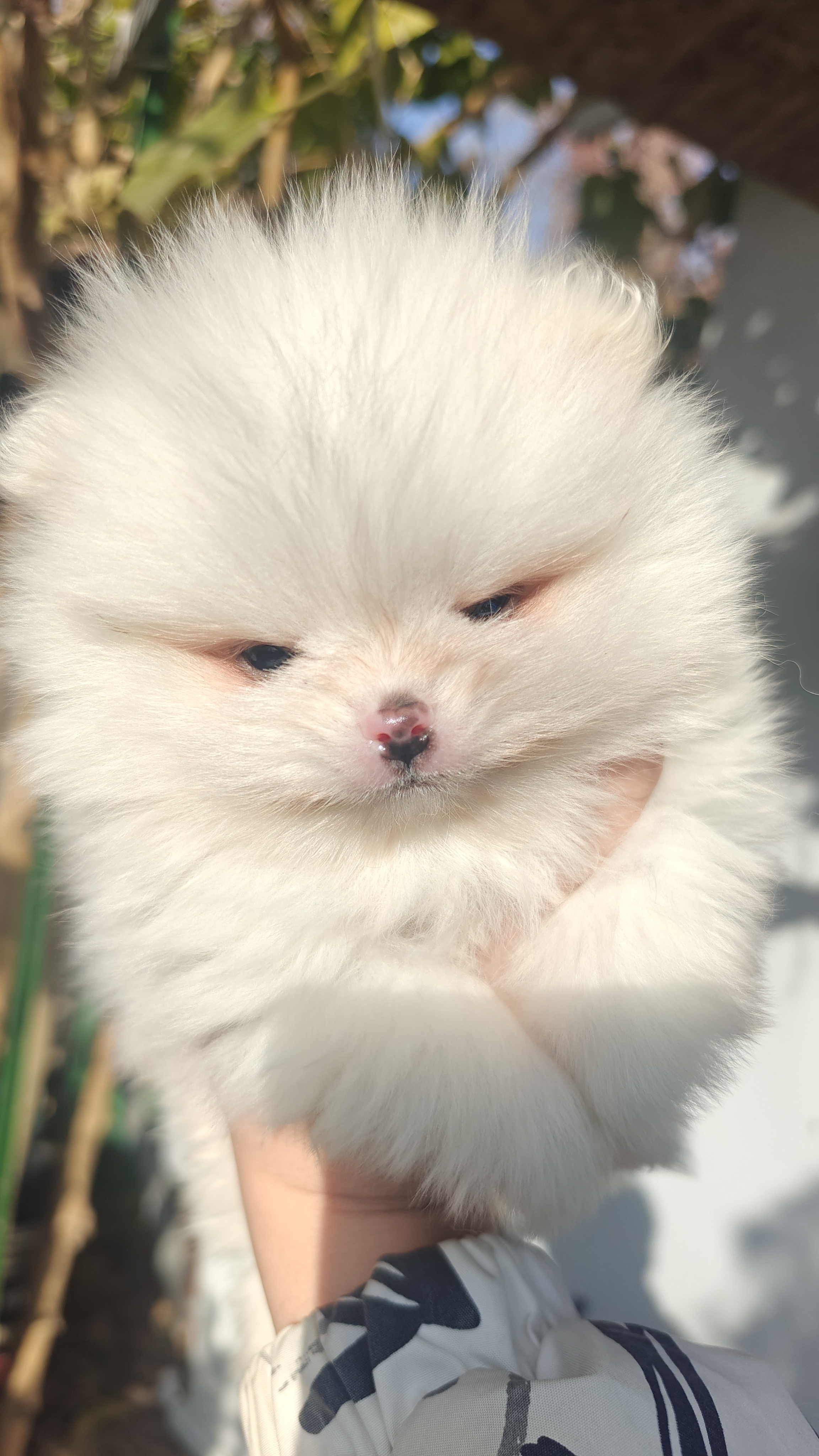 博美45天，有喜欢的带走吧